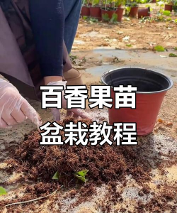 罗汉松的栽培，选对方法，轻松上手