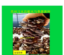 椴木香菇栽培技术，掌握关键步骤，实现稳定出菇