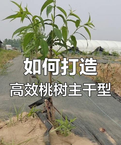 罗汉松的栽培，选对方法，轻松上手