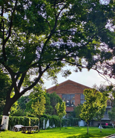 罗汉松的栽培，选对方法，轻松上手