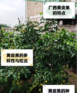 黄皮树怎么防治,常见病害识别,有效管理方法 黄皮树怎么防治,常见病害识别,有效管理方法