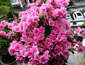 鲜百合花怎么养，掌握浇水技巧，避免烂根黄叶