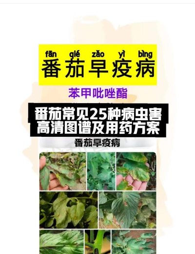 鲜百合花怎么养，掌握浇水技巧，避免烂根黄叶