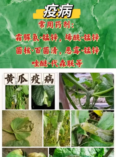 鲜百合花怎么养，掌握浇水技巧，避免烂根黄叶