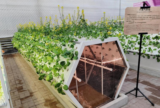 鲜百合花怎么养，掌握浇水技巧，避免烂根黄叶