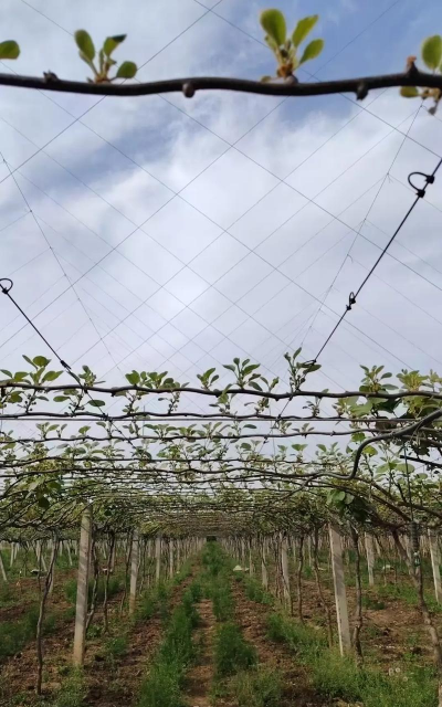 孜子花怎么养，新手入门指南，轻松掌握养护技巧