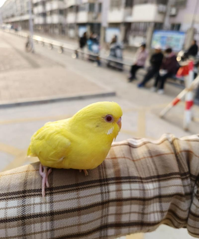 黄莺栽培，选对品种，轻松上手