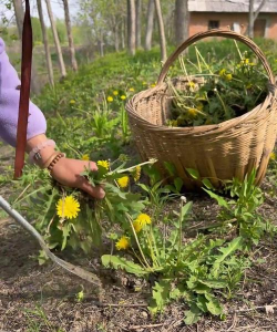 蒲公英的栽培，轻松上手，收获满满乐趣