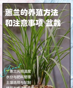 孜子花怎么养，新手入门指南，轻松掌握养护技巧