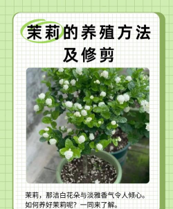 孜子花怎么养，新手入门指南，轻松掌握养护技巧