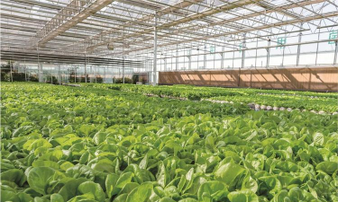 孜子花怎么养，新手入门指南，轻松掌握养护技巧