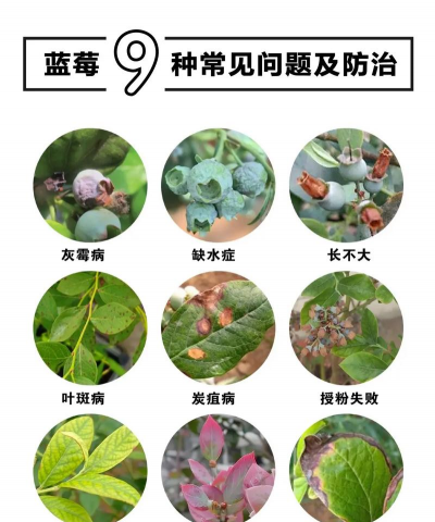 孜子花怎么养，新手入门指南，轻松掌握养护技巧