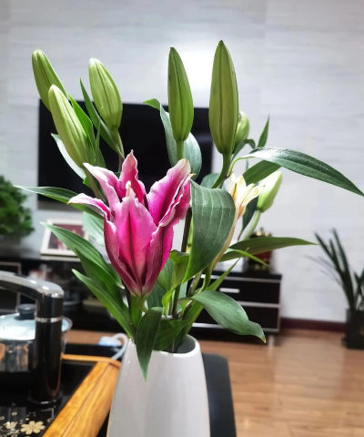 孜子花怎么养，新手入门指南，轻松掌握养护技巧