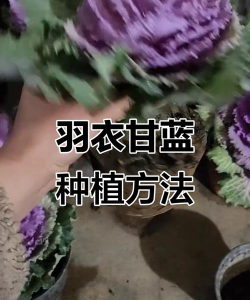 无土栽培有什么优点，了解核心价值，掌握实用技巧