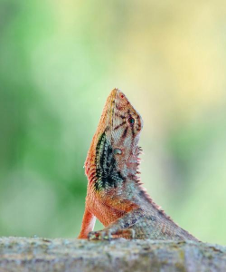 孜子花怎么养，新手入门指南，轻松掌握养护技巧