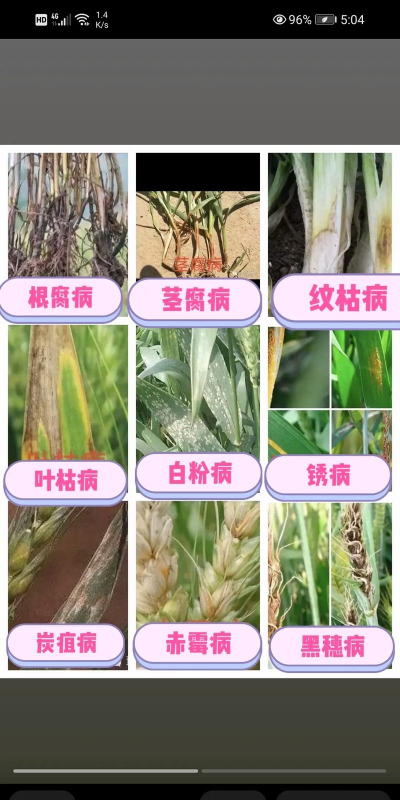 桑椹树病虫防治方法，常见问题解析，实用应对技巧