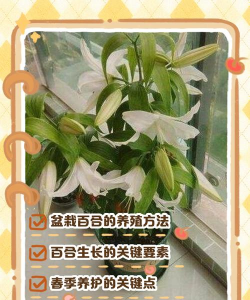 百合花怎么养仓鼠，新手常犯错误，正确饲养方法