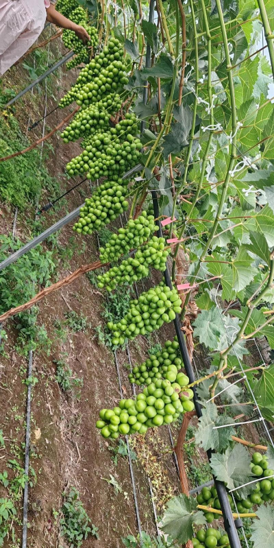 阳光玫瑰葡萄栽培技术，掌握关键要点，实现高产优质