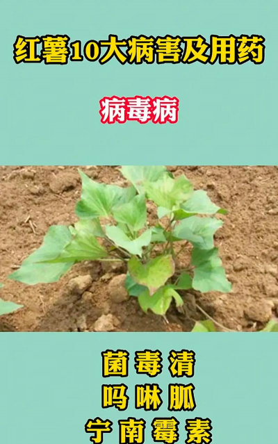 红薯树虫害防治，常见问题识别，有效应对方法