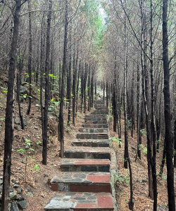 桑椹树病虫防治方法，常见问题解析，实用应对技巧