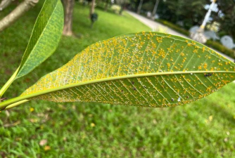 桑椹树病虫防治方法，常见问题解析，实用应对技巧