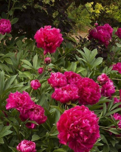 草果栽培，掌握关键技巧，实现高产稳收