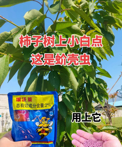 草果栽培，掌握关键技巧，实现高产稳收