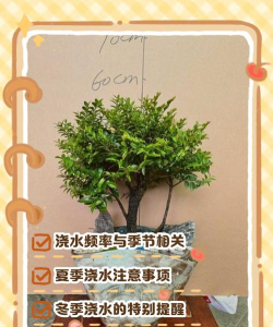 草果栽培，掌握关键技巧，实现高产稳收