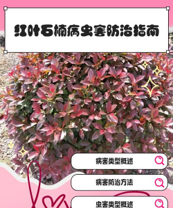 草果栽培，掌握关键技巧，实现高产稳收