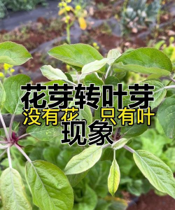 草果栽培，掌握关键技巧，实现高产稳收