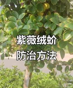 草果栽培，掌握关键技巧，实现高产稳收