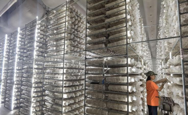 草果栽培，掌握关键技巧，实现高产稳收