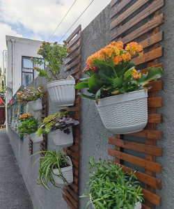 沉香树病害防治方法，识别常见病害，掌握有效应对措施