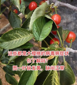 沉香树病害防治方法，识别常见病害，掌握有效应对措施