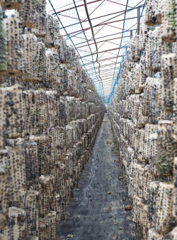 沉香树病害防治方法，识别常见病害，掌握有效应对措施