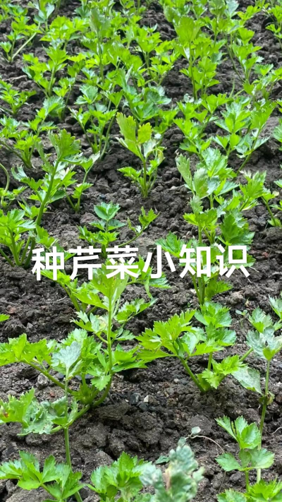 桑椹树病虫防治方法，常见问题解析，实用应对技巧