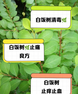沉香树病害防治方法，识别常见病害，掌握有效应对措施