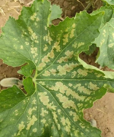 南瓜树病害防治，识别常见问题，掌握应对方法