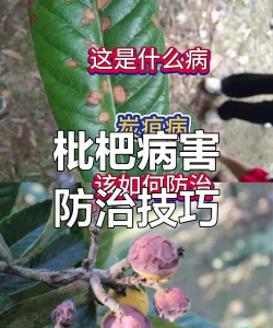 沉香树病害防治方法，识别常见病害，掌握有效应对措施