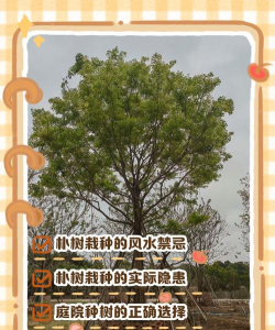 桑椹树病虫防治方法，常见问题解析，实用应对技巧