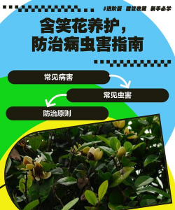 树腐烂病防治，识别早期症状，掌握有效方法