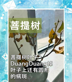 树腐烂病防治，识别早期症状，掌握有效方法