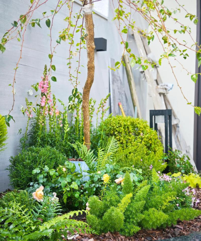 树腐烂病防治，识别早期症状，掌握有效方法