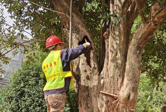 树腐烂病防治，识别早期症状，掌握有效方法