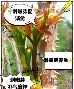 桑椹树病虫防治方法，常见问题解析，实用应对技巧