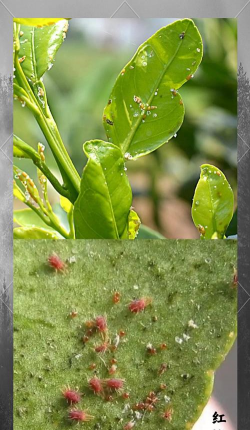 桑椹树病虫防治方法，常见问题解析，实用应对技巧