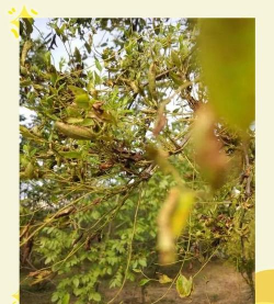 桑椹树病虫防治方法，常见问题解析，实用应对技巧