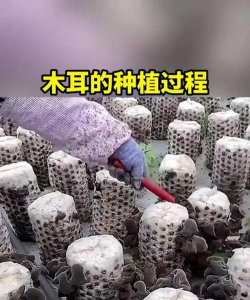 黑木耳代料栽培，掌握关键步骤，轻松实现高产