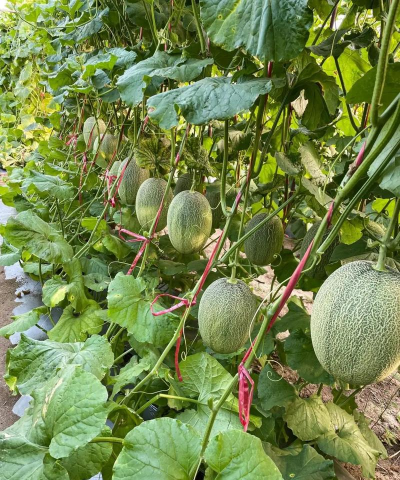 哈密瓜的栽培，掌握关键技巧，收获甜蜜果实