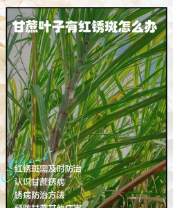 桑椹树病虫防治方法，常见问题解析，实用应对技巧